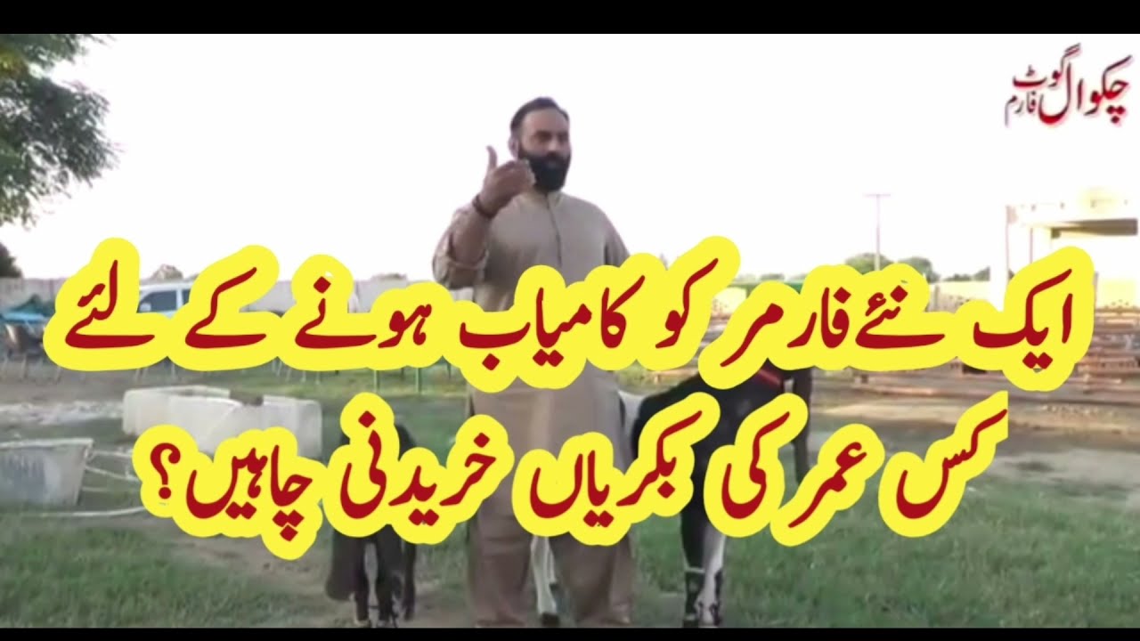 What age goat should new farmer buy? Goat farming in Pakistan #goatfarming #businessideas