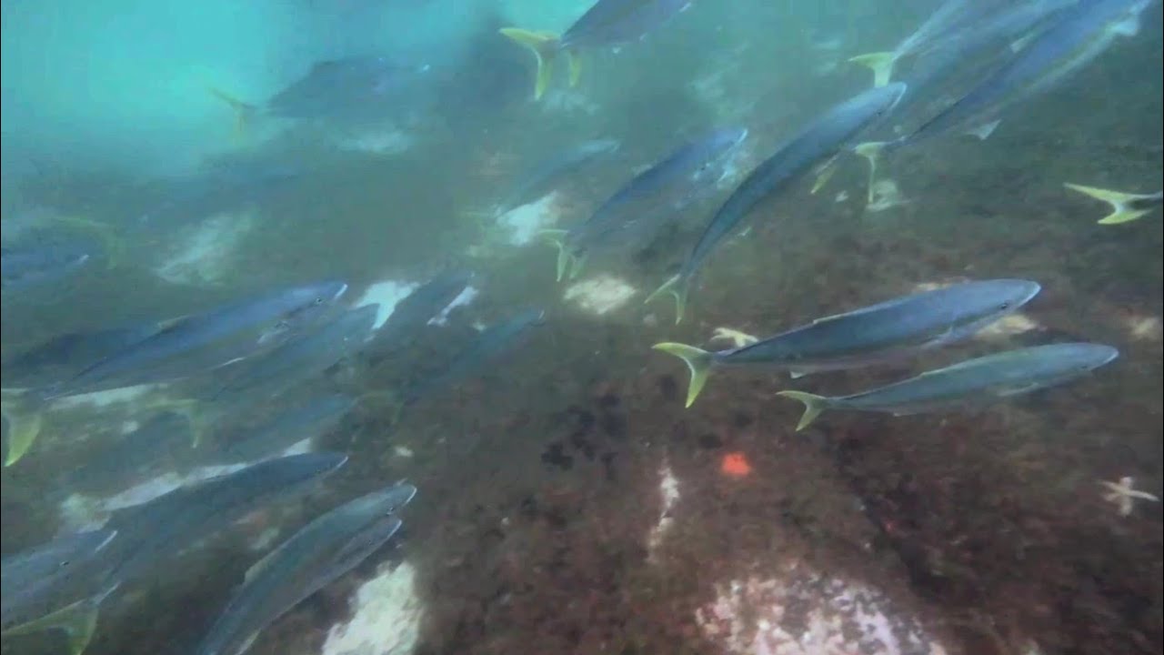 Steentjie Nests Disturbed by Lightning Fast Yellowtail