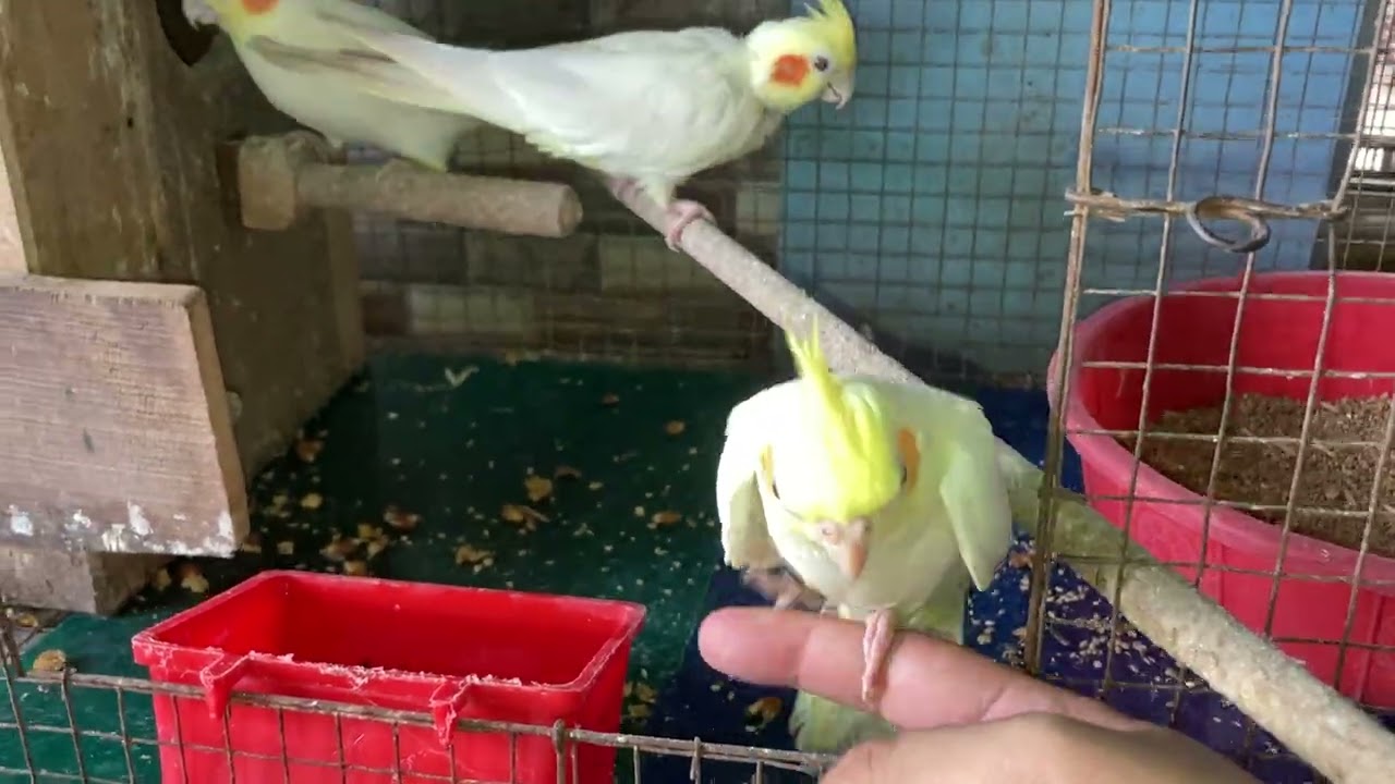Cute cocktails breeding progression