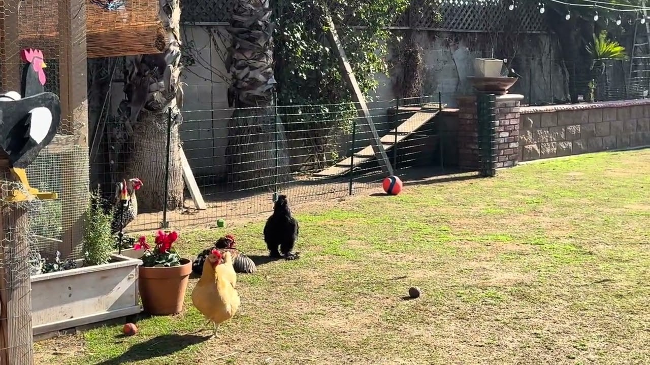 Free ranging! 