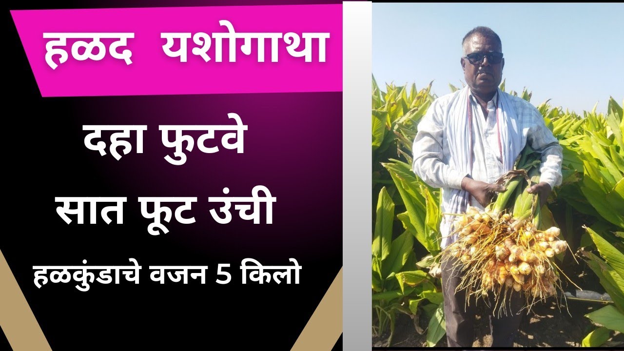 दहा फुटवे,सात फूट उंची,पाच किलो वजनाचे हळकुंड सेलू तालुक्यातील यशोगाथा ll 