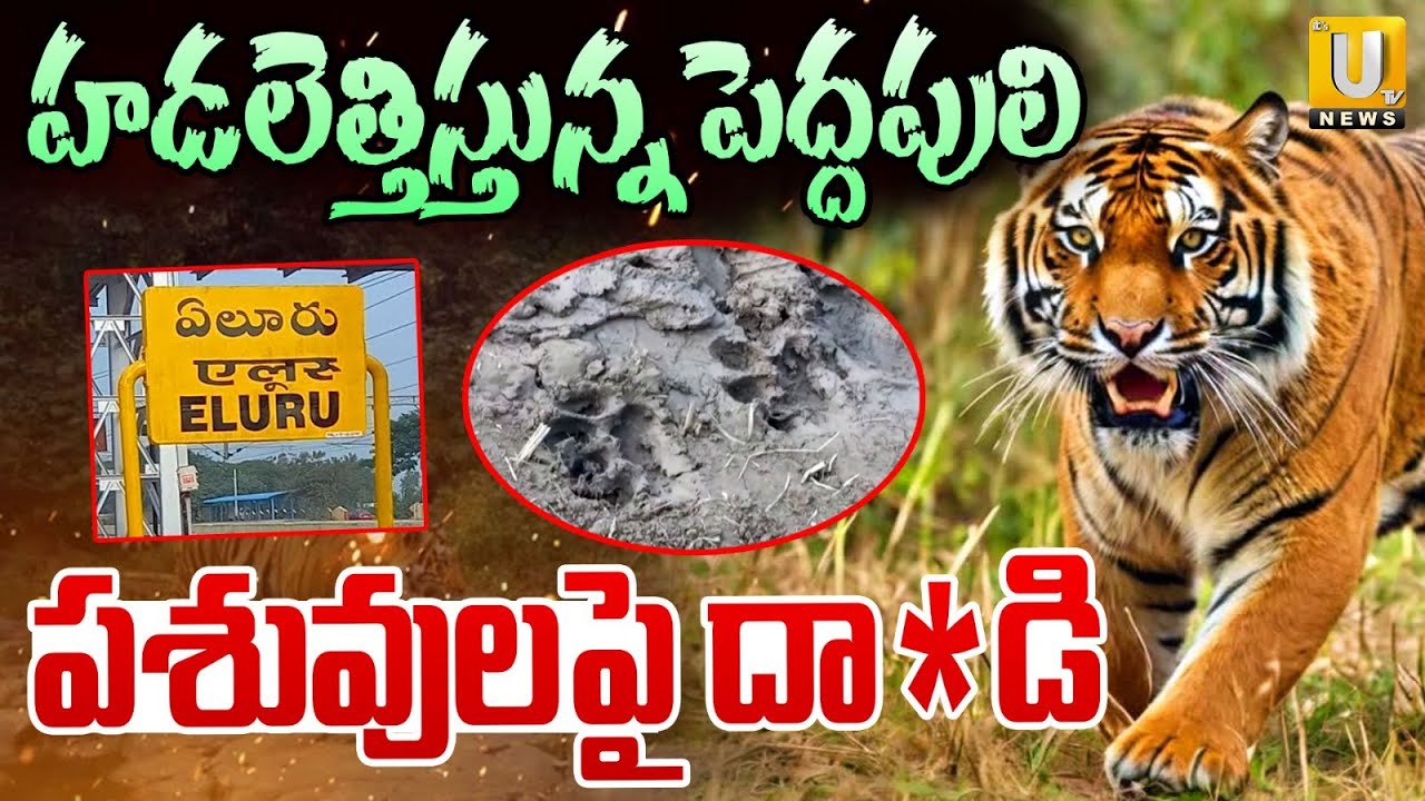 Tiger Attack On Cattle : ఆవులపై పెద్దపులి దా*డి | Eluru District | Its UTV News
