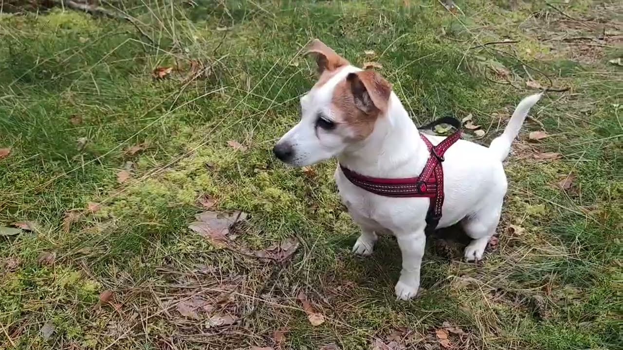 Jack Russell terrier Treisy and Azzuro.  @jackrussellterrierlife 