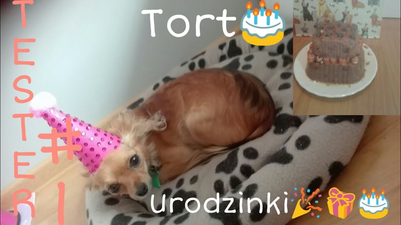 Urodziny Luny & Laydy 🎂🐩