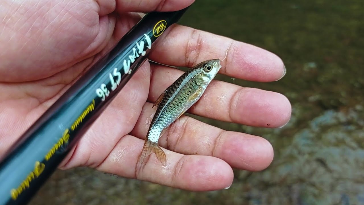 Tanago Second Chance - Mancing Tanago Micro Fishing Trip
