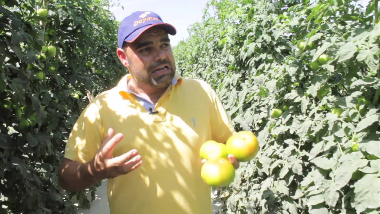 Produção de Tomate