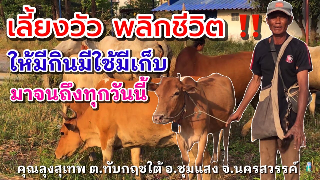 เลี้ยงวัวพลิกชีวิต‼️ให้มีกินมีใช้มีเก็บ มาจนถึงทุกวันนี้|คุณลุงสุเทพ ต.ทับกฤชใต้อ.ชุมแสง จ.นครสวรรค์