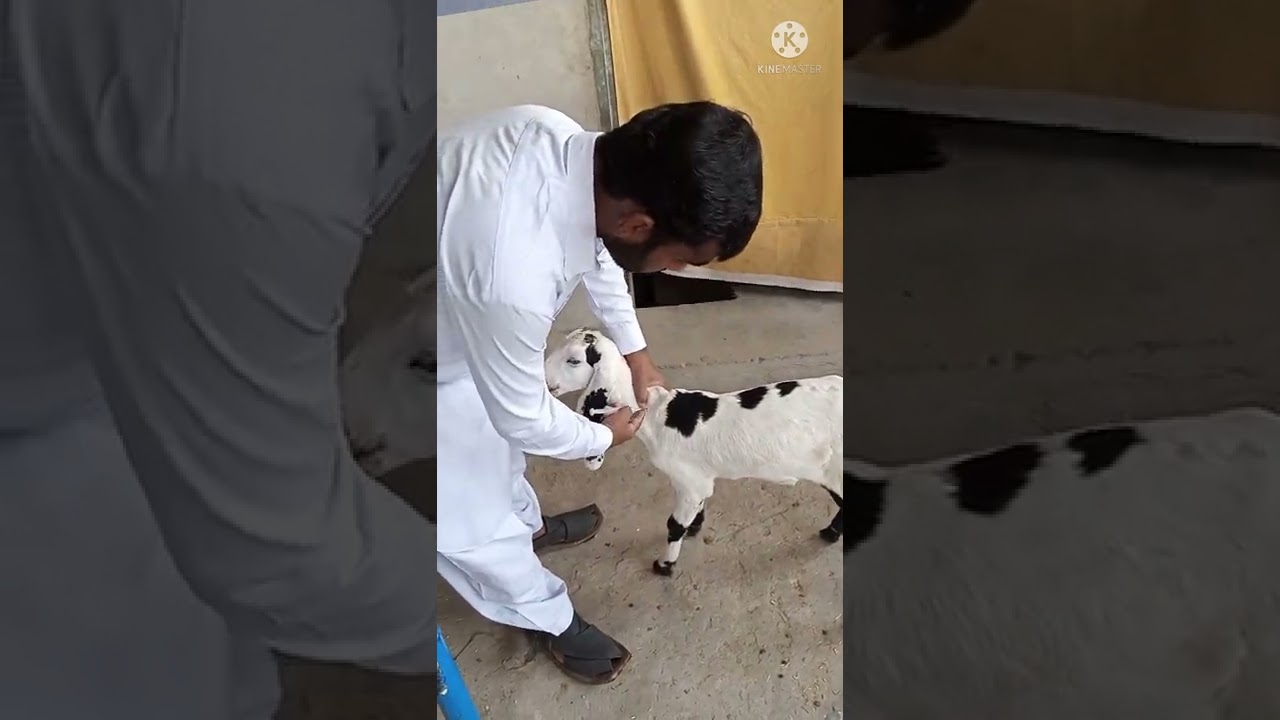 (IM) Injection to kid