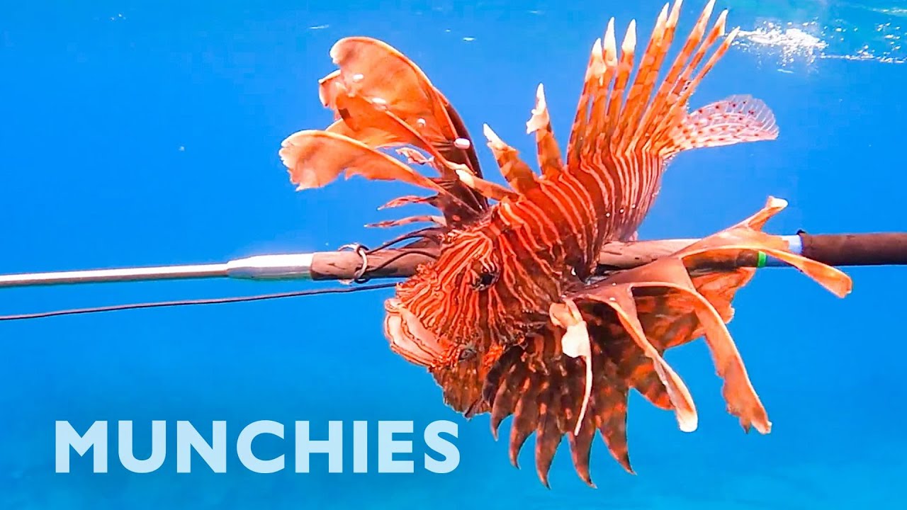 Hunting & Eating The Venomous Lionfish