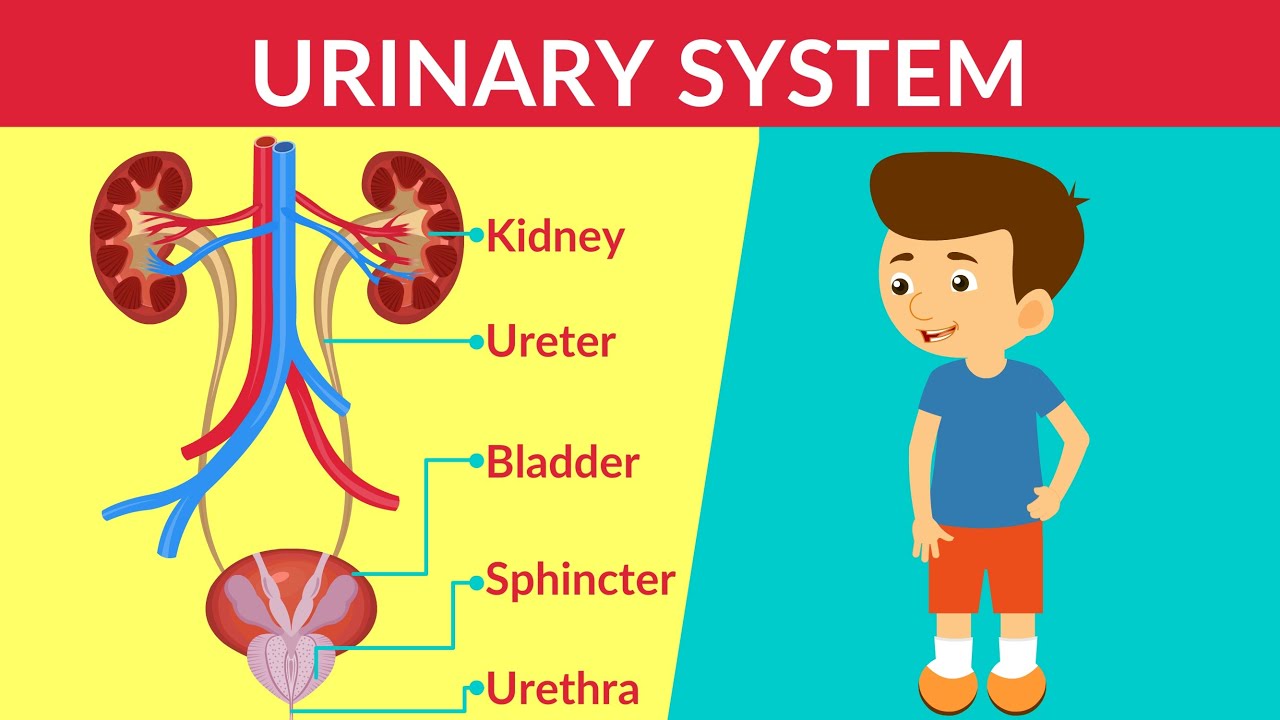 Urinary System| How your Urinary System Works | Urinary System - Parts & Function | Video for Kids