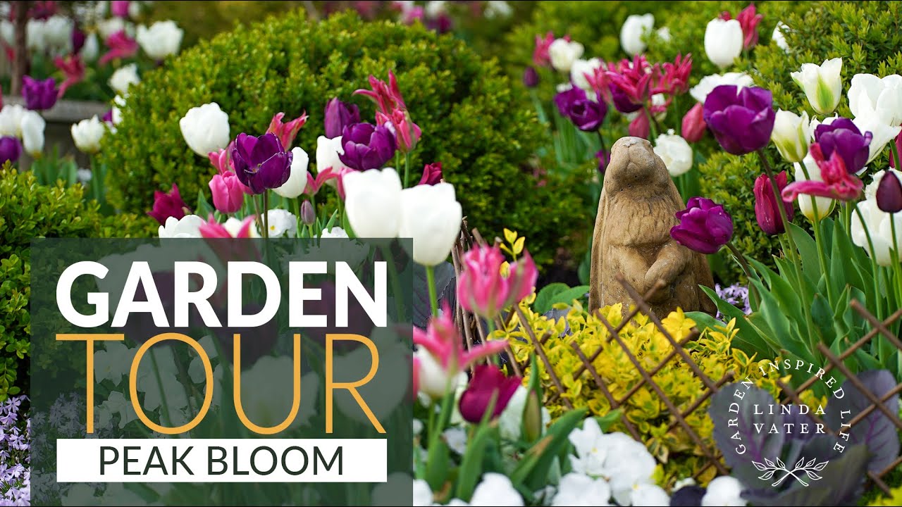 Tulip Color Tour