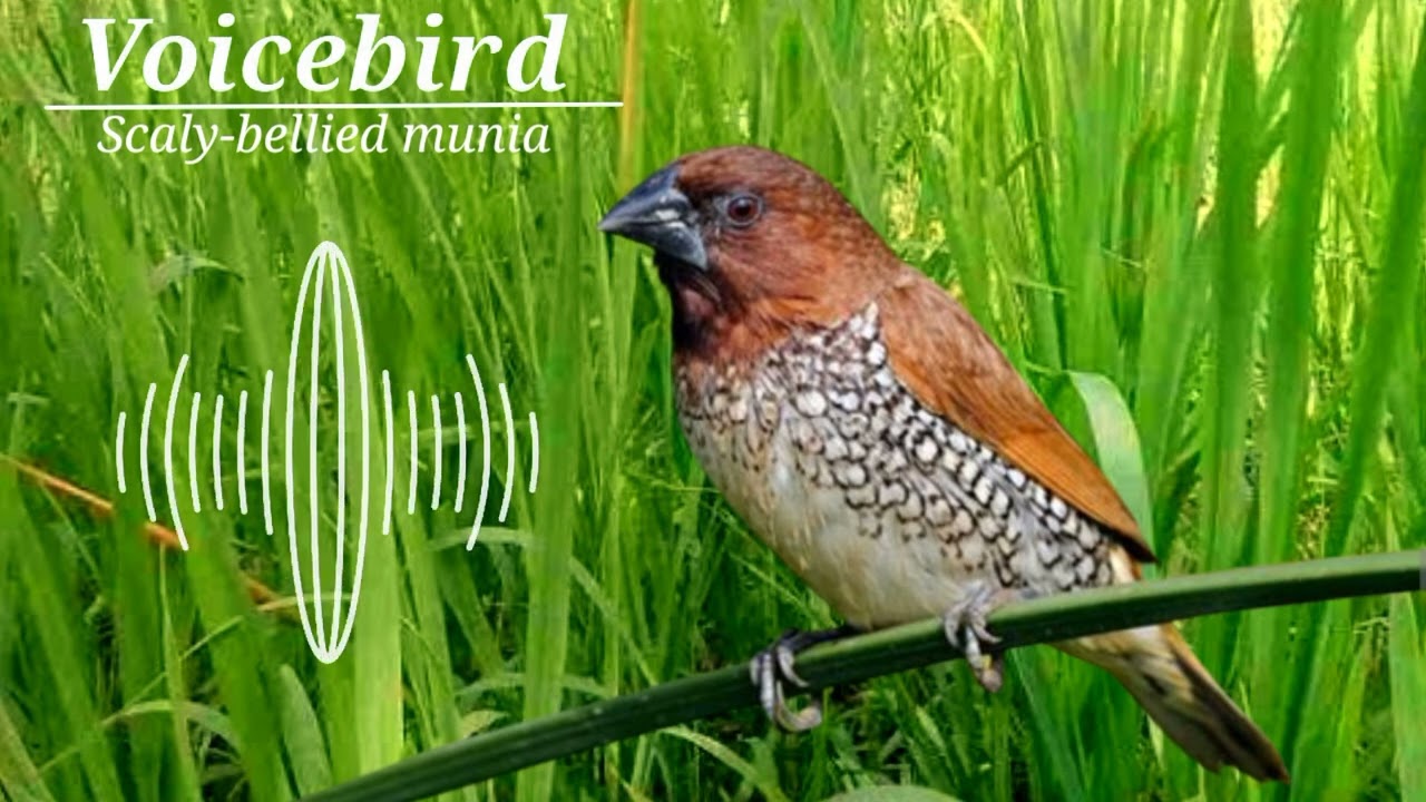 Relaxation of the water sound of the scaly breasted munia bird