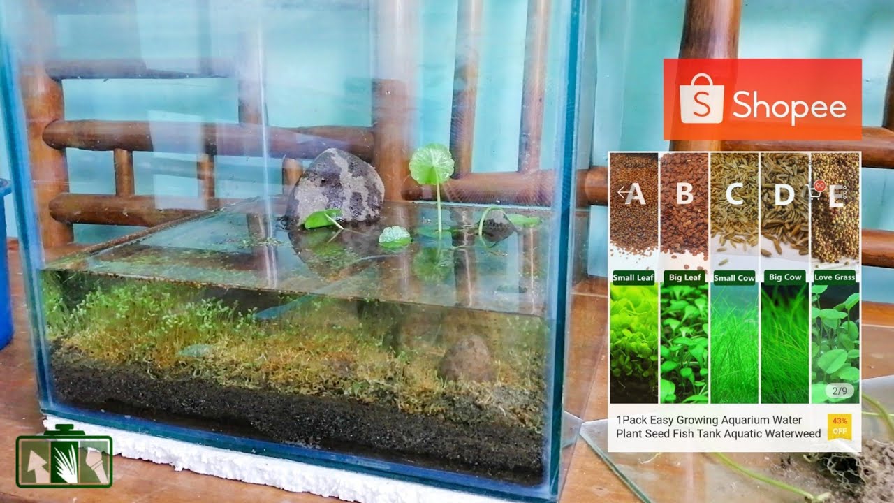 Trying Aquarium Plant Seeds from Shopee (no ferts, no CO2, no filter) | Aquascaping 1
