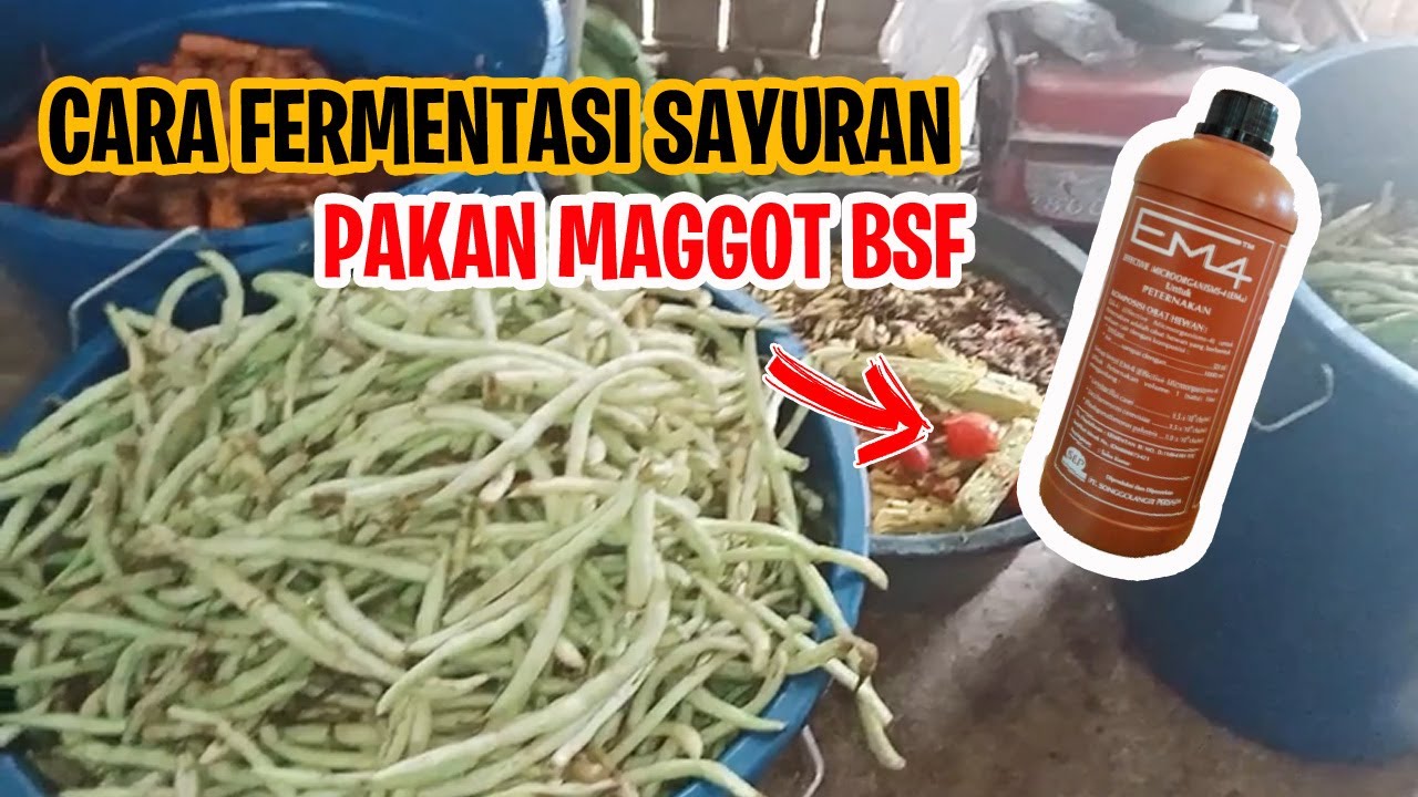 Cara Fermentasi Sayuran Untuk Pakan Maggot - Juragan BSF
