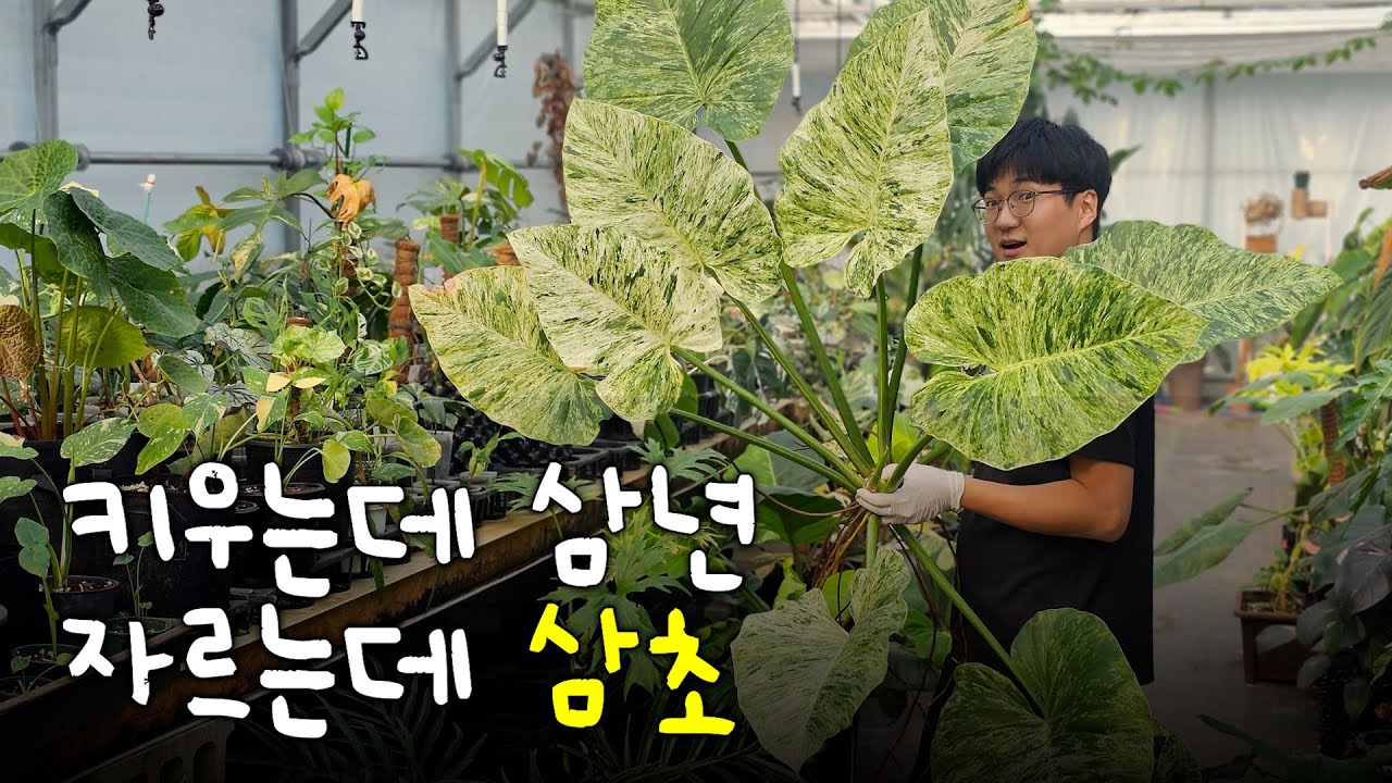팔뚝만한💪 필로덴드론은 이렇게 자릅니다 ㅣ 기간티움 바리에가타