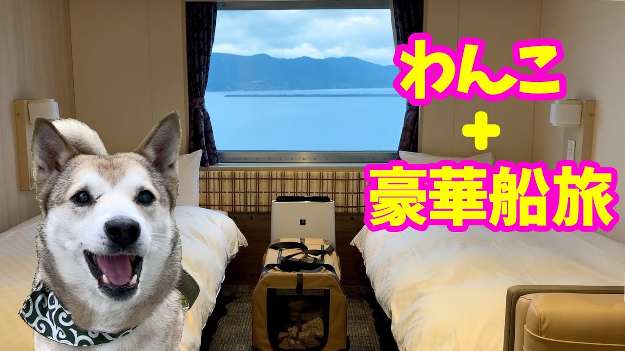 【わんこと船旅⚓️】さんふらわあ ウィズペットルームで超快適🐾鹿児島→大阪をわんこと豪華 船の旅🐕ご当地グルメに舌鼓し続けた元野良犬の末路2019年12月Go to Osaka by ferry