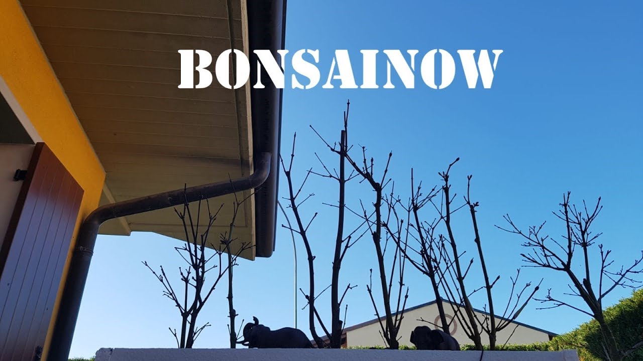 Boschetto aceri palmatum Bonsai -parte1-