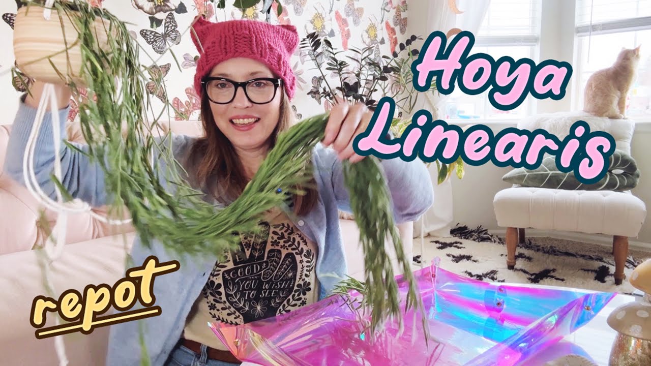 Repotting My Hoya Linearis
