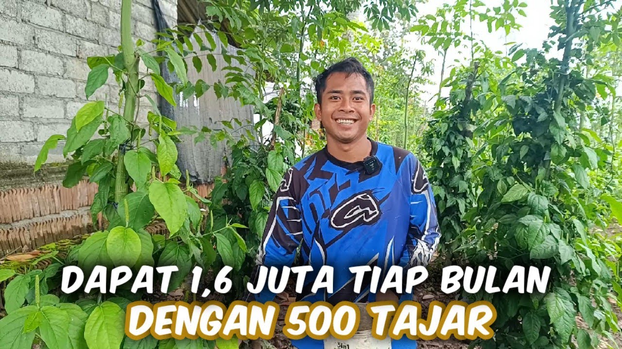 Panen Cabe Jamu Dengan 500 Tajar‼️Perawatan Simple, Tanam Sekali Panen Berkali-kali