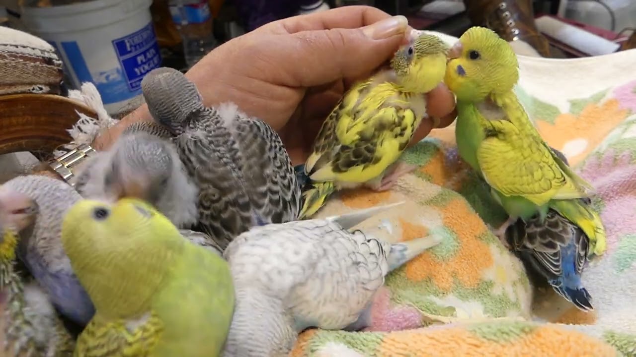 Dec2024-Volume Warning! Loud little budgie babies chattering away during evening laptime.