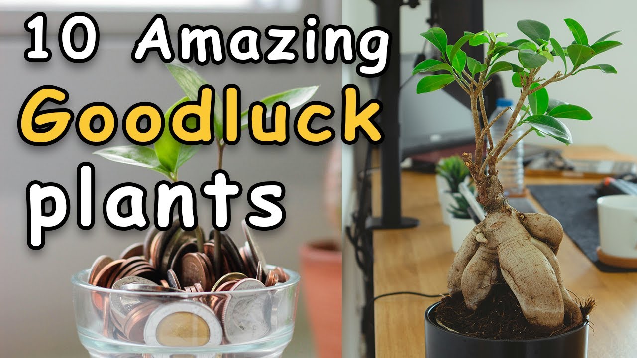 10 Lucky Indoor Plants You Must Have in Your House for Goodluck