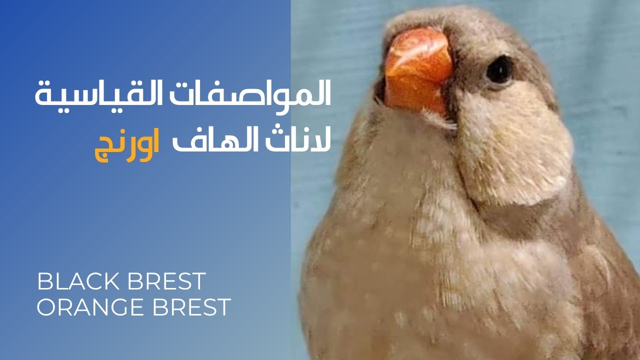 المواصفات القياسية لاناث الهاف اورنج