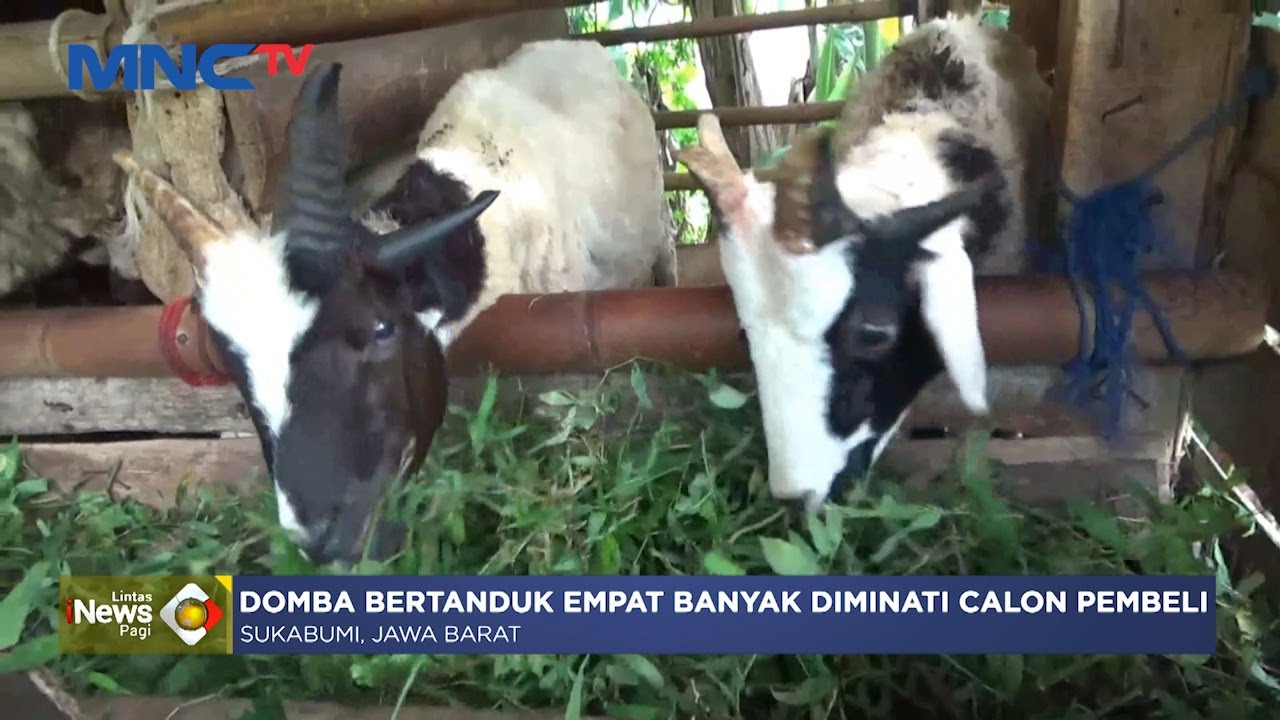 Unik! Domba di Sukabumi Miliki 4 Tanduk, Banyak Peminatnya #LintasiNewsPagi 14/11