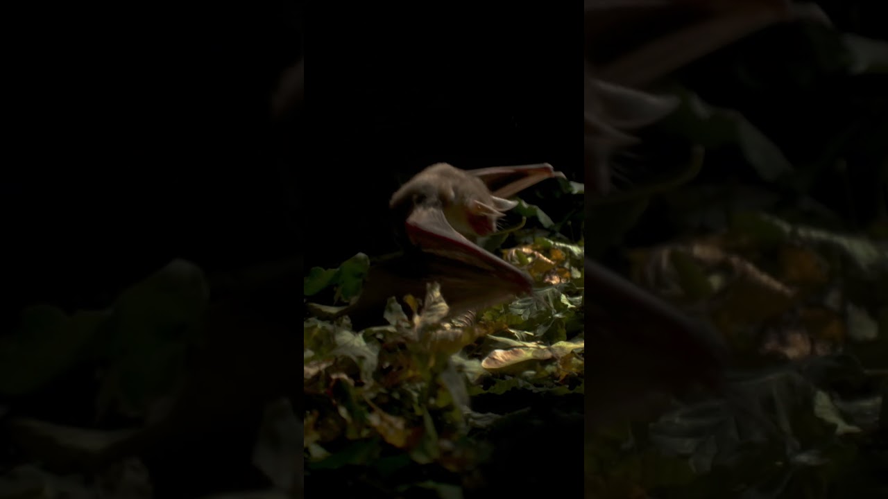 As dusk falls in Transylvania, bats come alive. #bats #halloween #spooky  #naturepbs #animalshorts