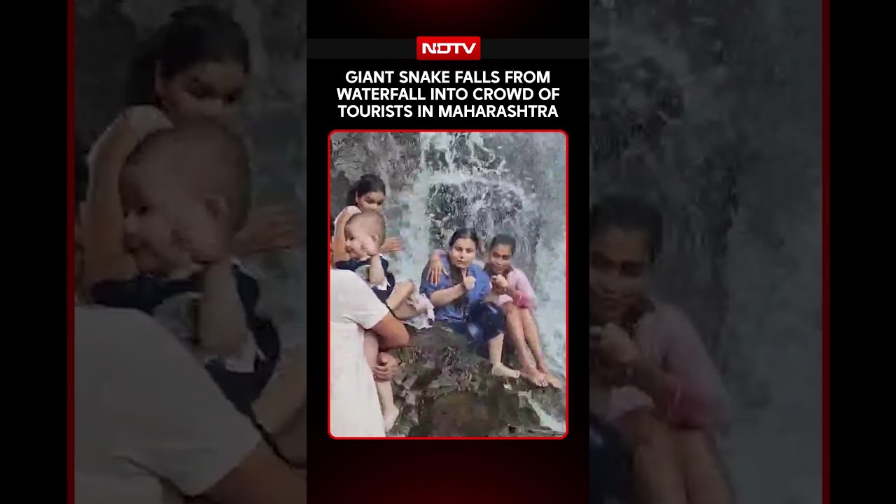 Giant Snake Falls From Waterfall Into Crowd Of Tourists In Maharashtra
