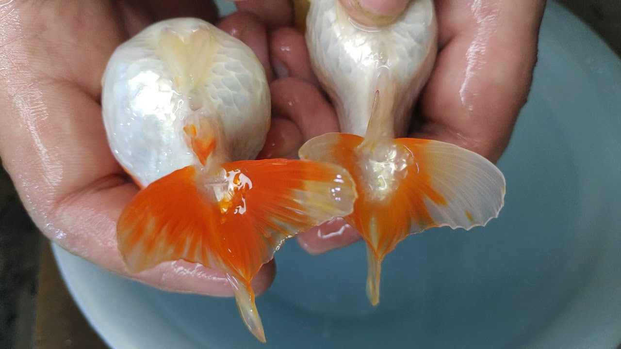 الفرق بين ذكر وانثى الكولد فيش the difference between male and female gold fish