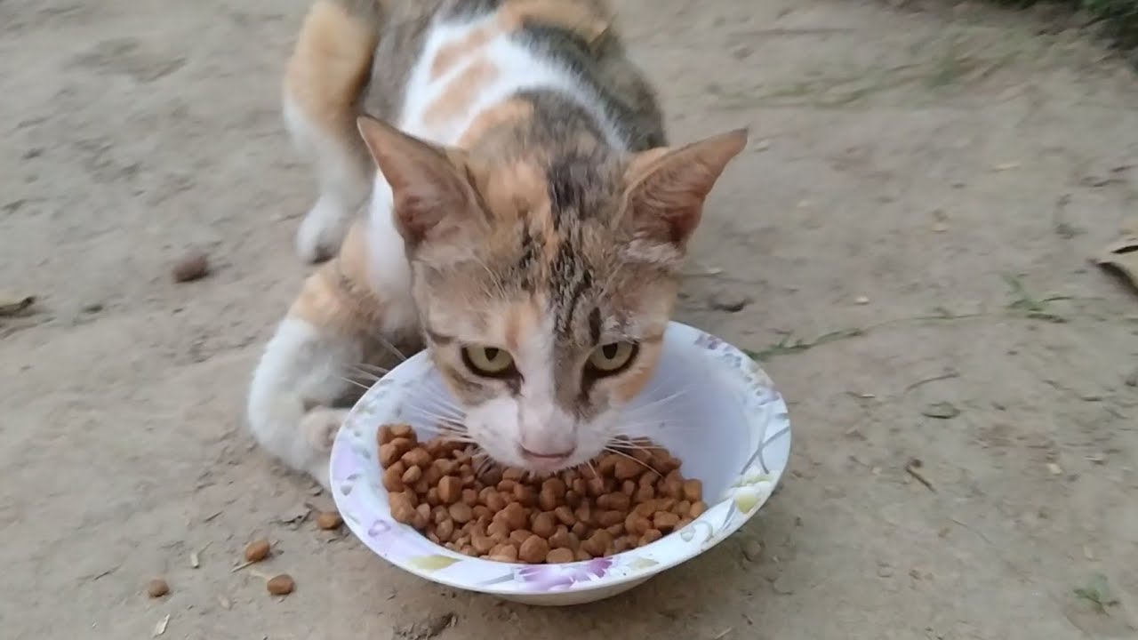 Starving Cat Asking For Food On The Door She Is Old And Disable Cat