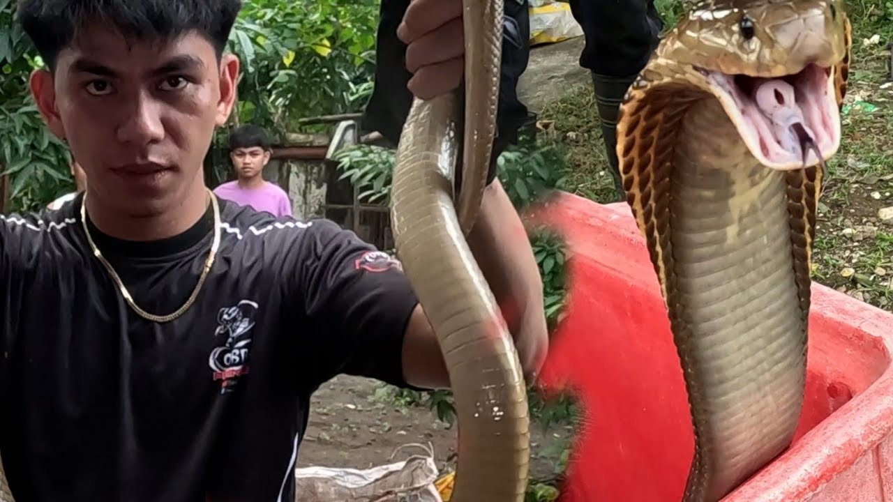 JUMBO COBRA  NG BATANGAS 