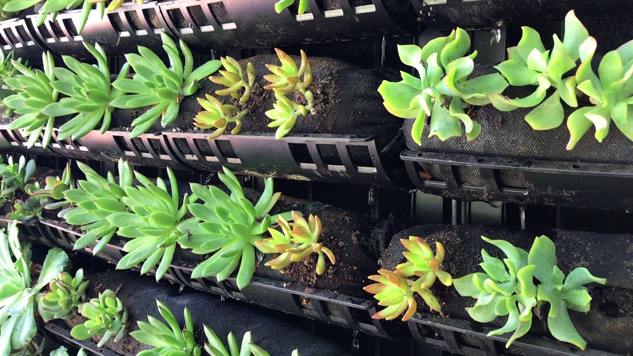 Elevation Living Walls