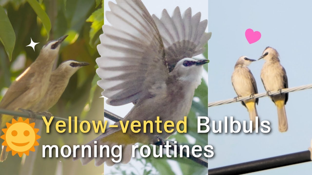 Yellow-vented bulbul morning routines: Courtship, Wing display Feeding. Bird Photography🌞