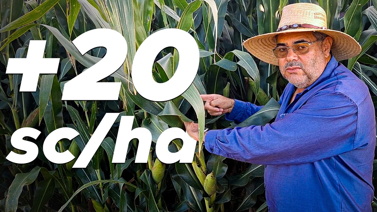 COMO AUMENTAR 20 SC/HA NO MILHO COM ENXOFRE