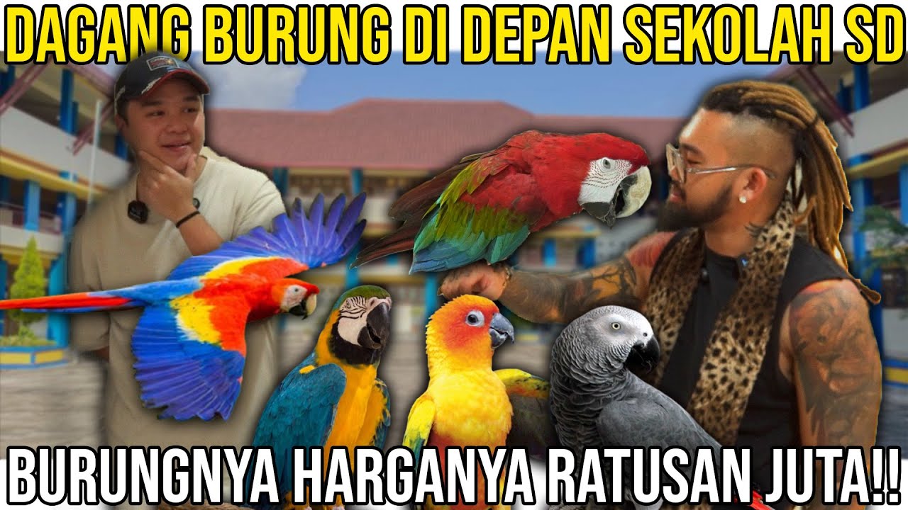 DAGANG BURUNG DI DEPAN SEKOLAH SD BURUNGNYA HARGANYA HARGA YA RATUSAN JUTA!!II WEST PARROT
