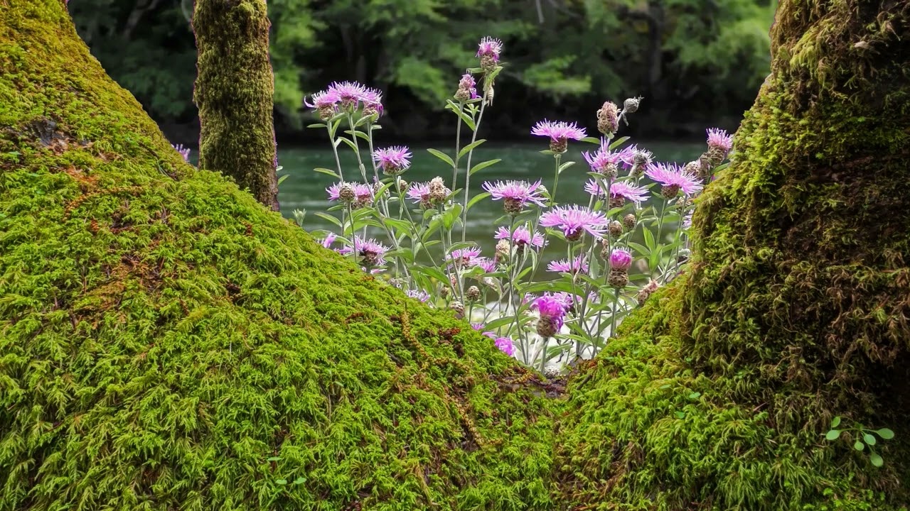 Serene Zen Music & Water Sounds for Relaxation Meditation Relax Study Sleep Yoga Meditate