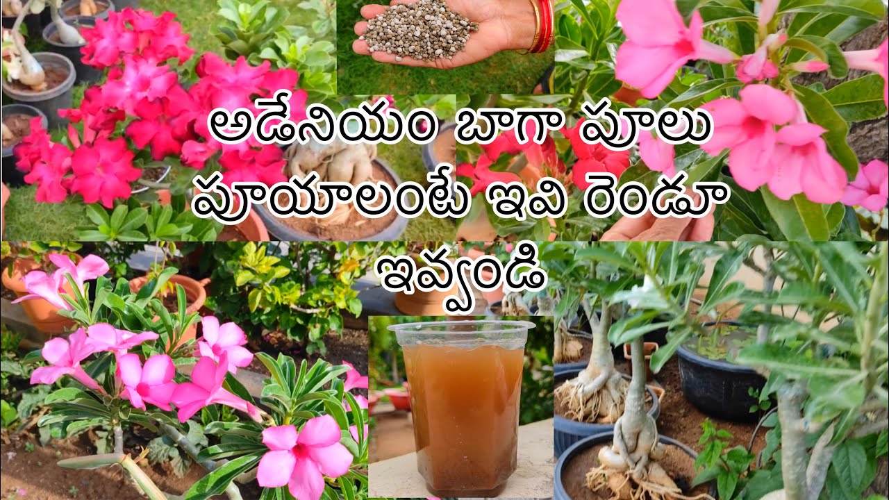 అడేనియం బాగా పూలు పూయాలంటే ఇవి రెండూ ఇవ్వండి 🌸💐