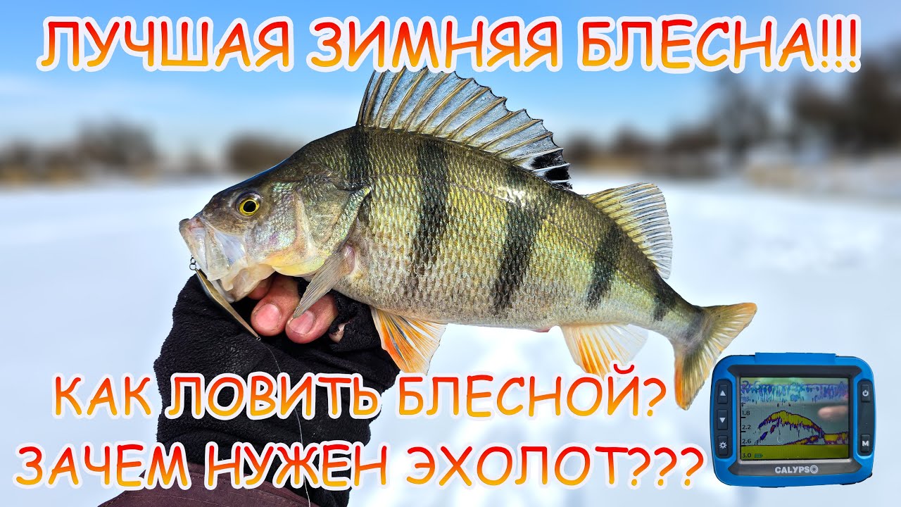 ЛУЧШАЯ блесна на ОКУНЯ 👍 МАРОПЕДКА ловит ВСЕГДА 💪💪💪 Как ловить блесной??? Окунь в эхолоте CALYPSO!