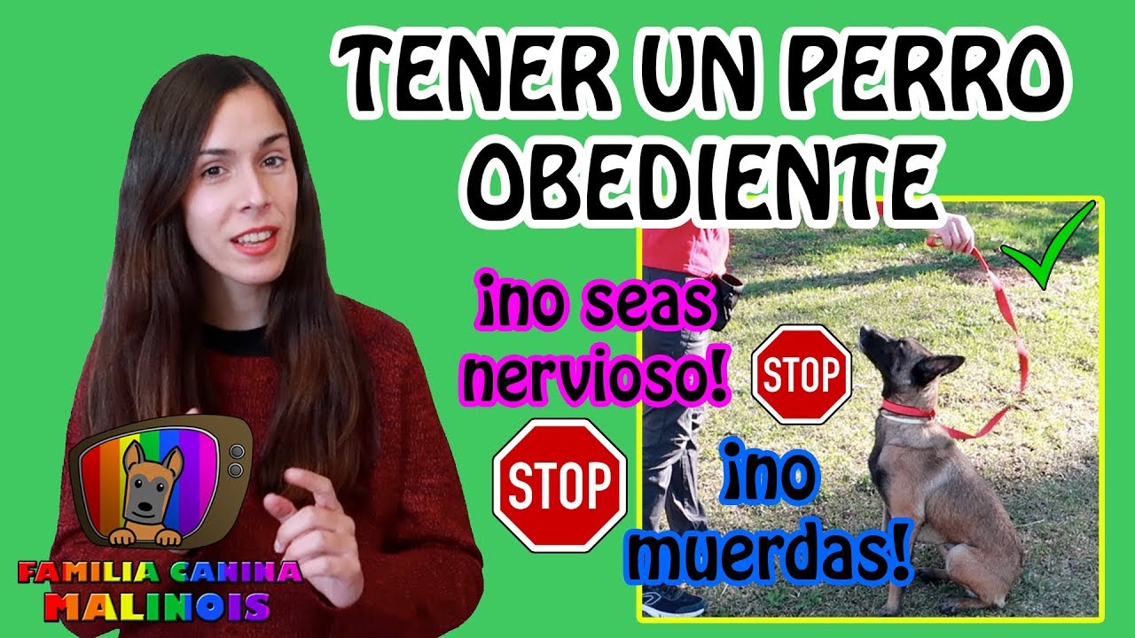 TRUCOS para ENSEÑAR a un PERRO a ser OBEDIENTE durante EL PASEO