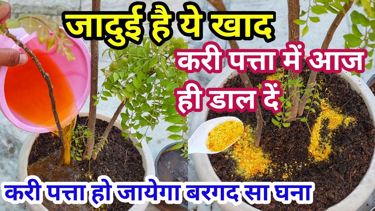 Curry patta fertilizer.मीठा नीम (meetha neem).Curry leaves fertilizer.Curry leaf plant fertilizer.