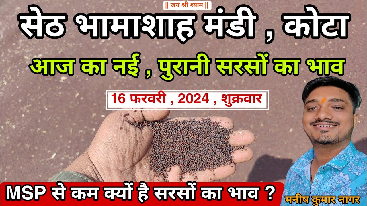 नई सरसों का 16 फरवरी 2024 , शुक्रवार का भाव | सरसों का भाव | नई , पुरानी सरसों का भाव | कोटा मंडीभाव
