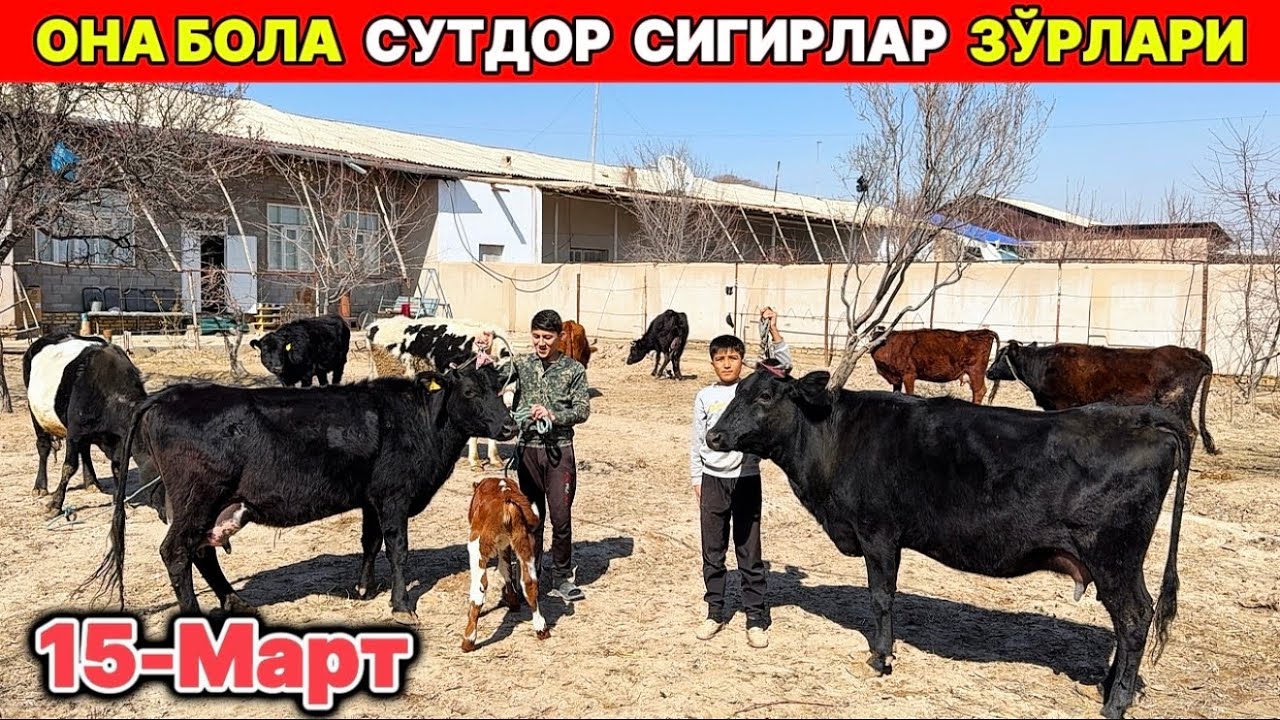 ОНА-БОЛА СУТДОР СИГИРЛАР ЗЎРЛАРИ ЧИКДИ Янгиариқ 15-марта 2026 г.