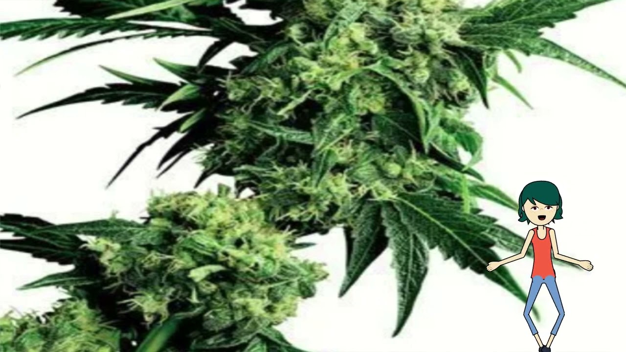 Candy Kush Auto &ndash; Growers Choice