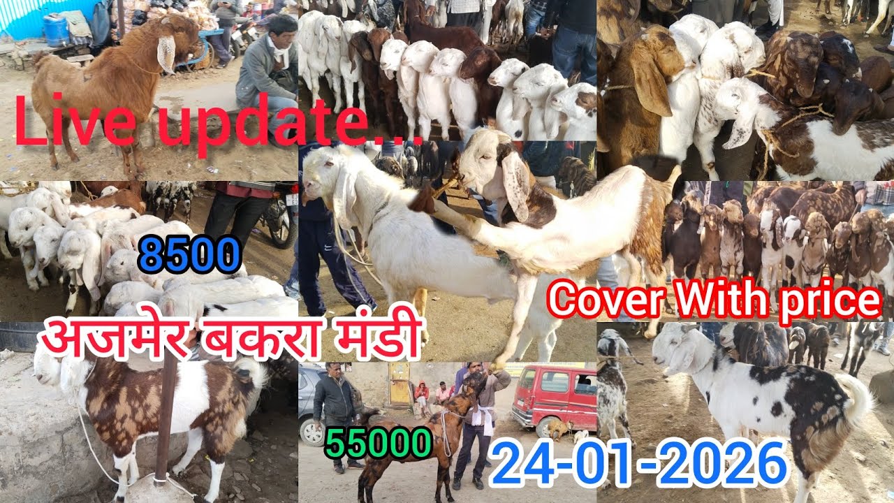 24-01-2026 AJMER BAKRA MANDI LIVE UPDATE COVER WITH PRICE||RAJASTHAN GOAT MARKET LATEST UPDATE 8500