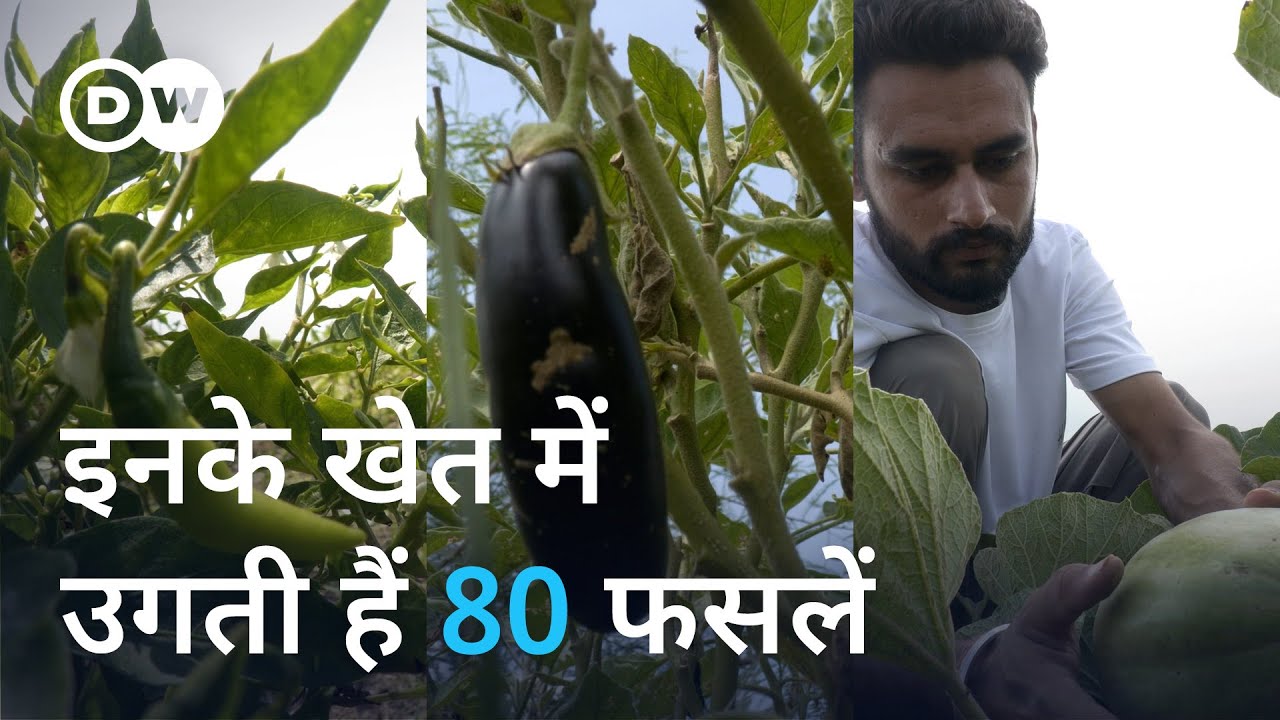 दादा-पोते की जोड़ी 4 एकड़ में कमाल कर रहे हैं [Punjab: Indian Organic farmers create own seed bank]