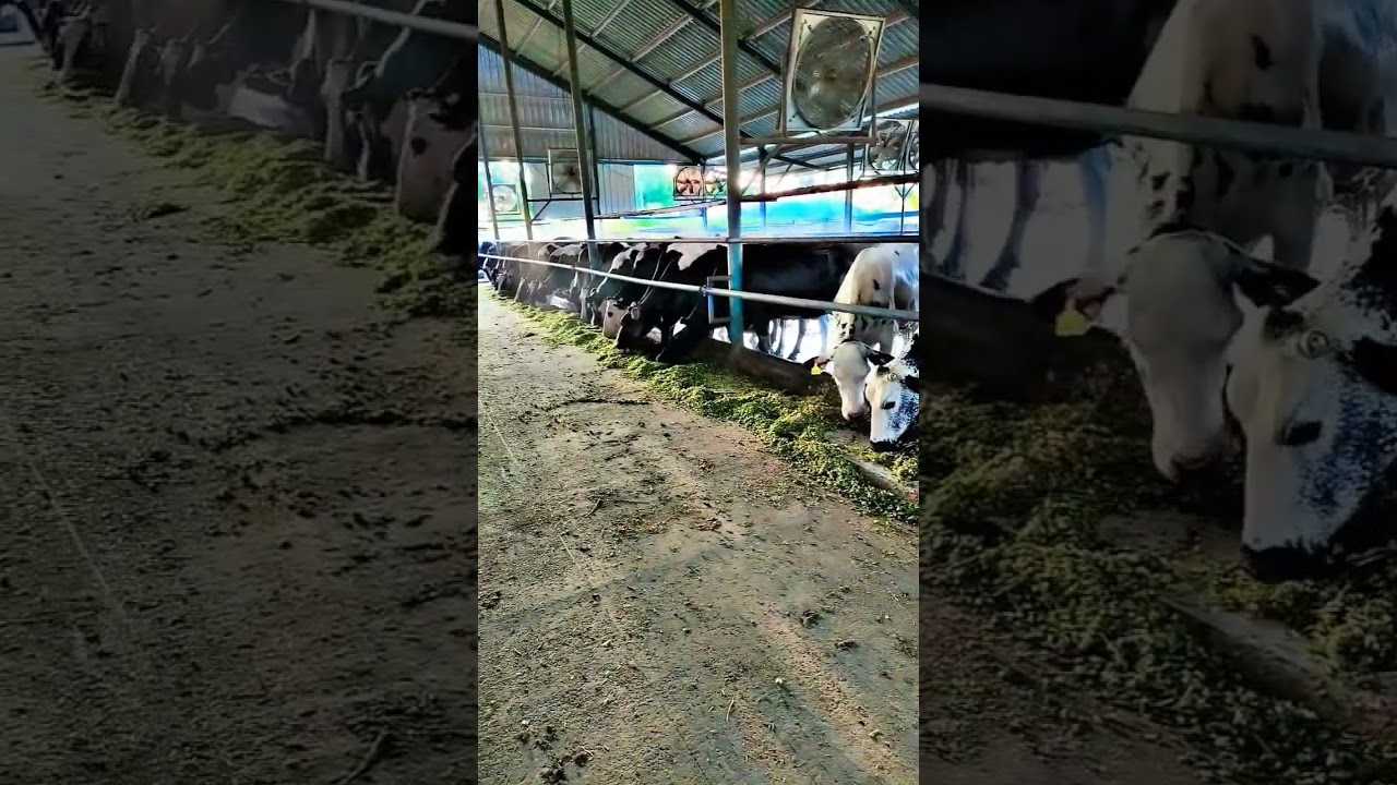 #beach dairy farm in Pakistan #music #travel #cow