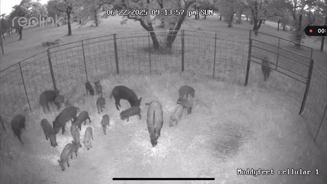 Trapping 22 more wild hogs off of Doc Hollywoods place!