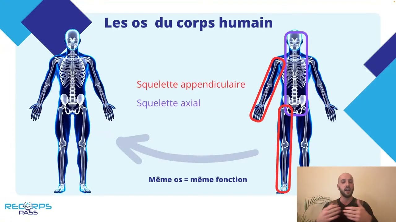 Le système musculo-squelettique et les membres