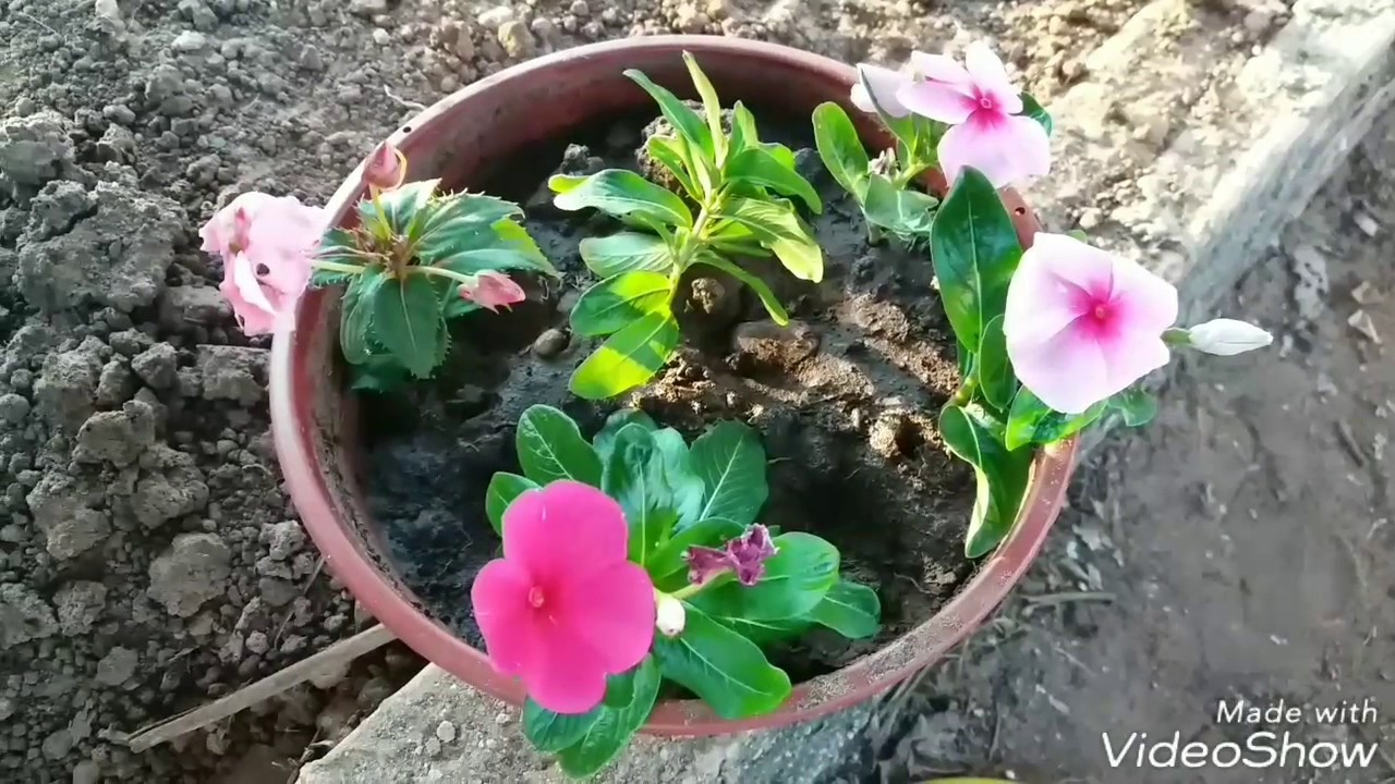 Como fazer mudas de vinca - Maria sem vergonha - boa noite